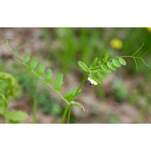 vicia pimpinelloides seb. et mauri