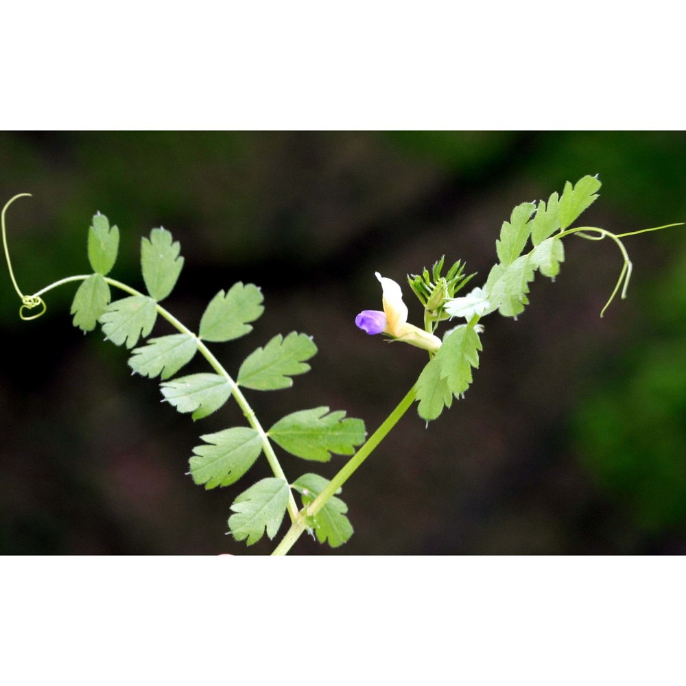 vicia pimpinelloides seb. et mauri