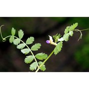 vicia pimpinelloides seb. et mauri