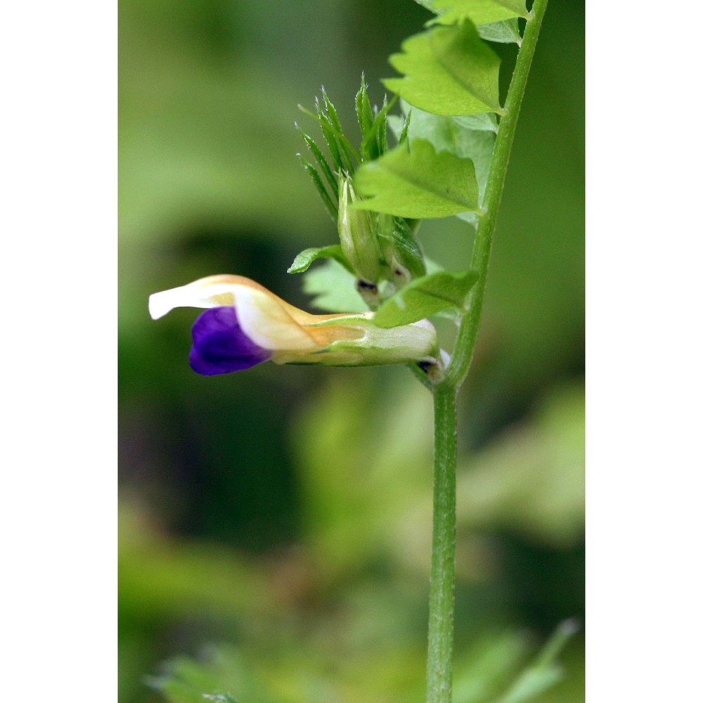 vicia pimpinelloides seb. et mauri