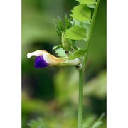 vicia pimpinelloides seb. et mauri