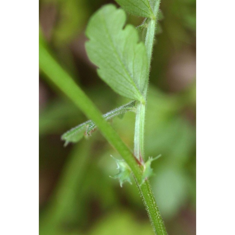 vicia pimpinelloides seb. et mauri