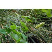 vicia pisiformis l.