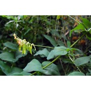 vicia pisiformis l.