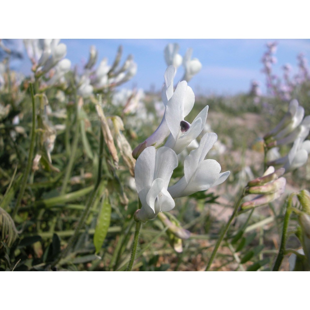 vicia pseudocracca bertol.