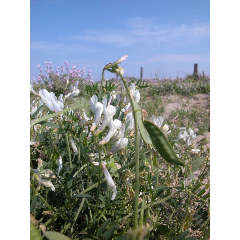 vicia pseudocracca bertol.