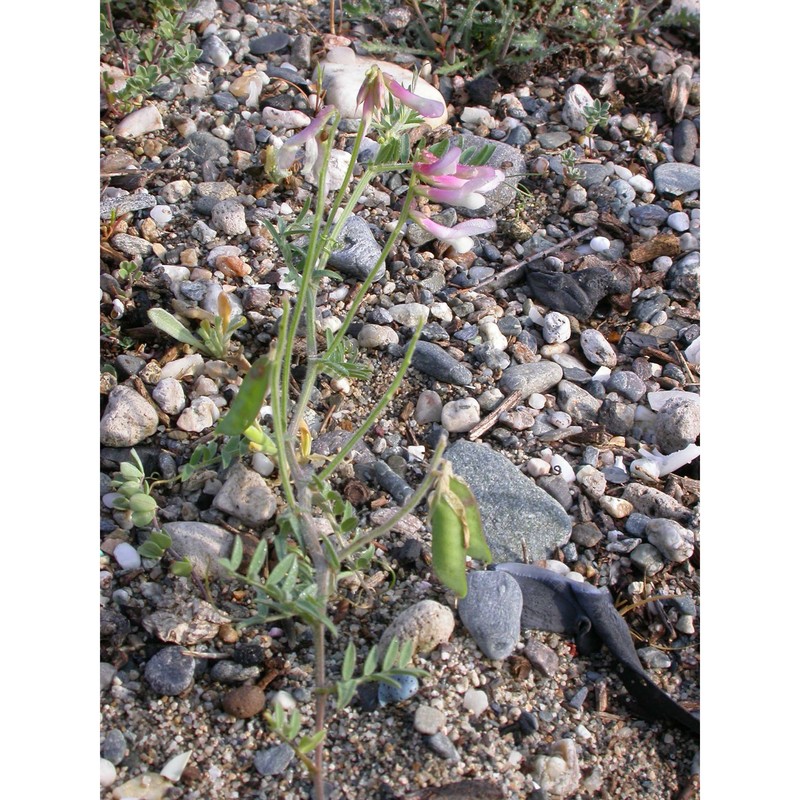 vicia pseudocracca bertol.