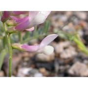 vicia pseudocracca bertol.