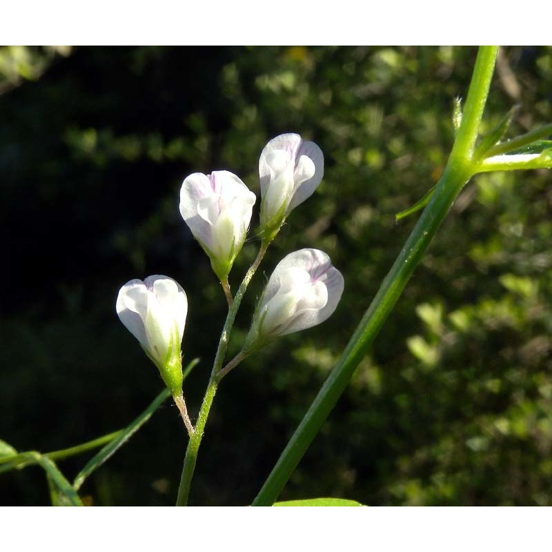 vicia pubescens (dc.) link