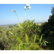 vicia pubescens (dc.) link