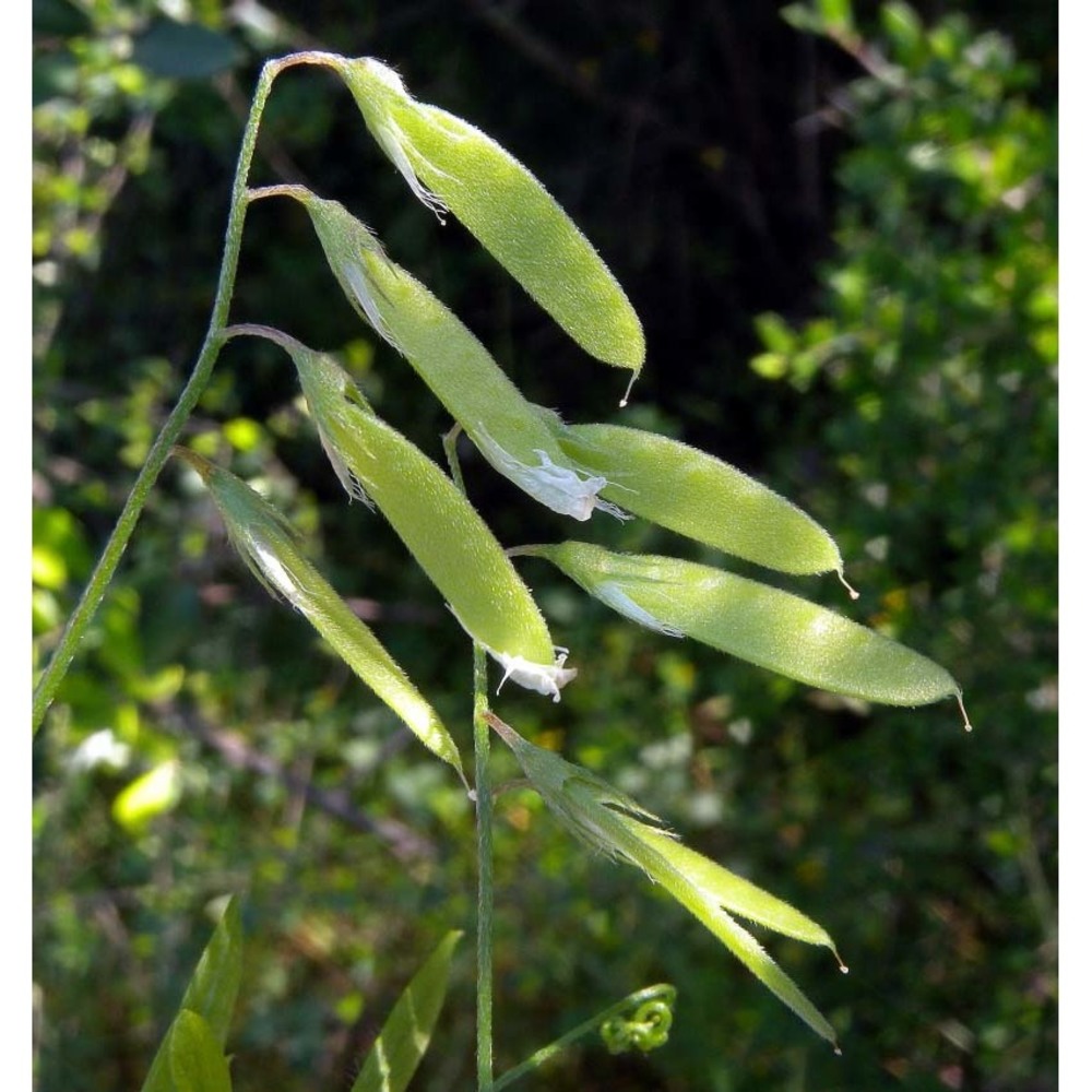 vicia pubescens (dc.) link