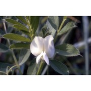 vicia sativa l.