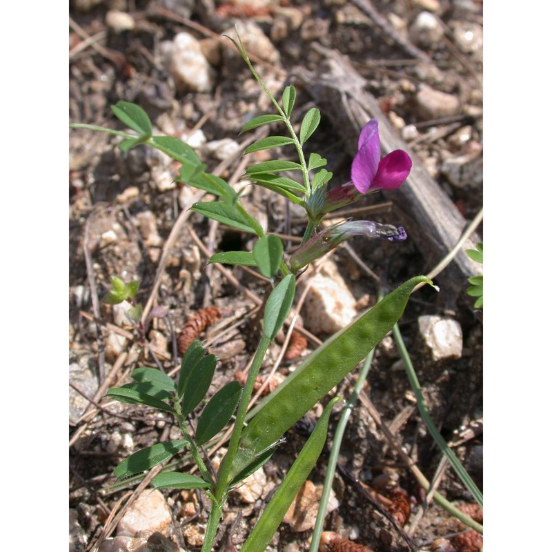 vicia sativa l.