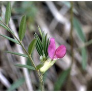 vicia sativa l.