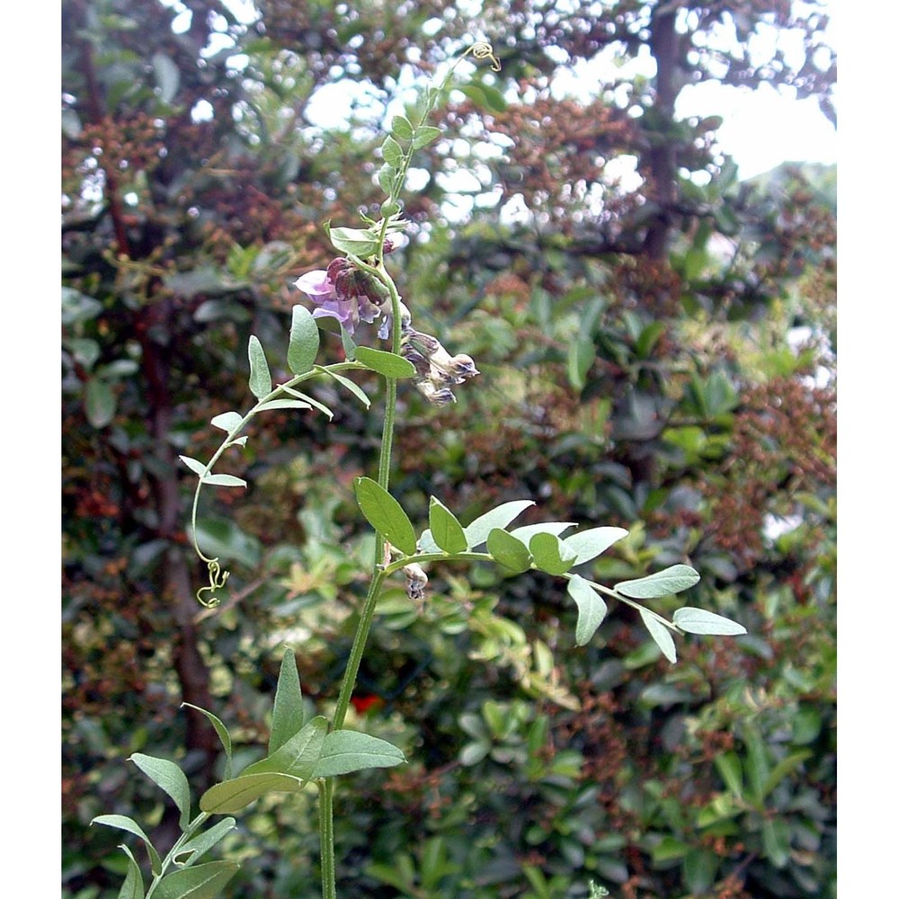 vicia sepium l.