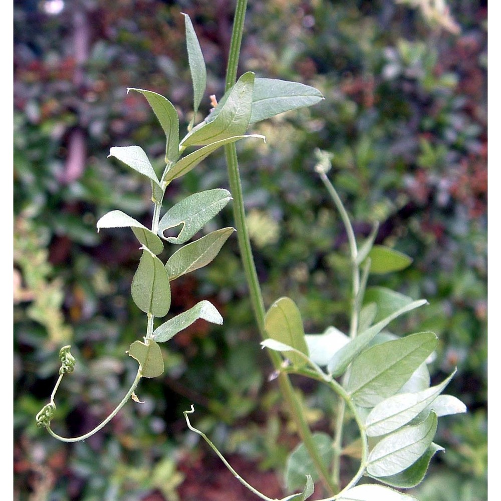 vicia sepium l.