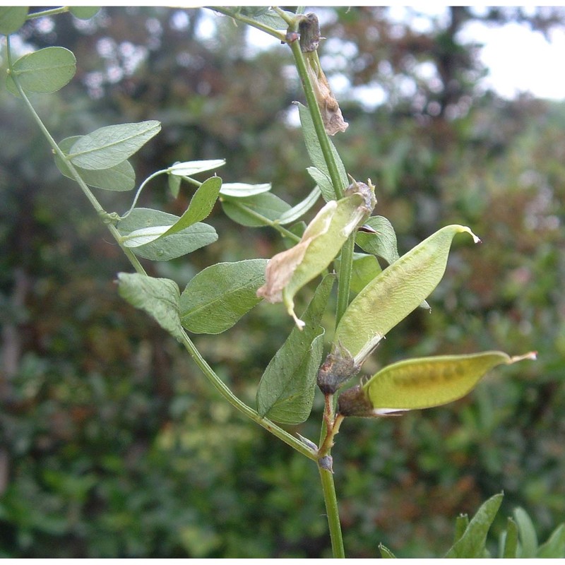 vicia sepium l.