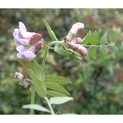 vicia sepium l.