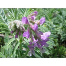 vicia serinica uechtr. et huter