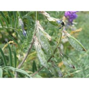 vicia serinica uechtr. et huter