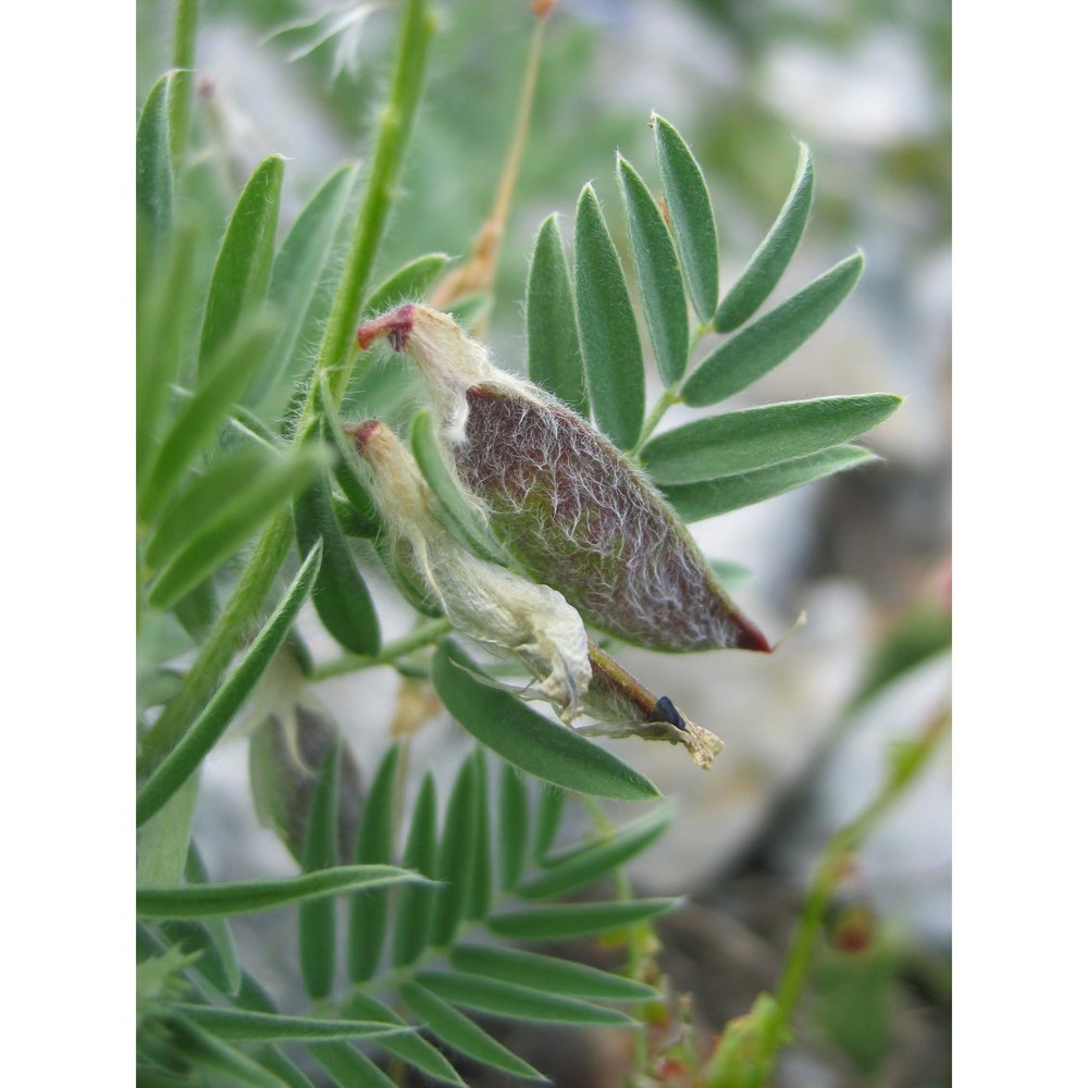 vicia serinica uechtr. et huter