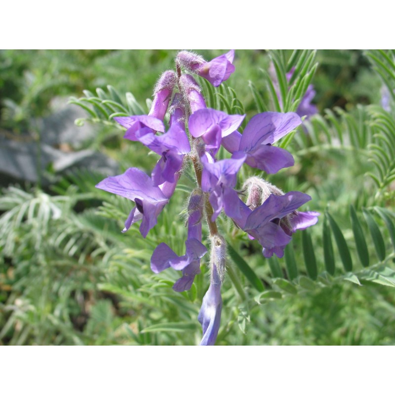 vicia serinica uechtr. et huter