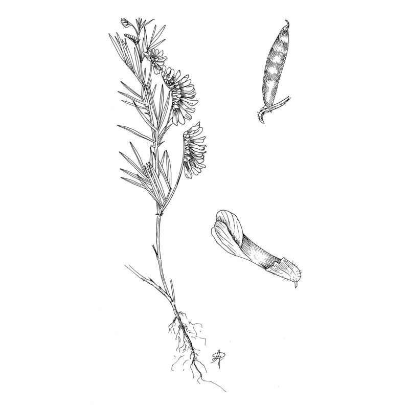 vicia sicula (raf.) guss.