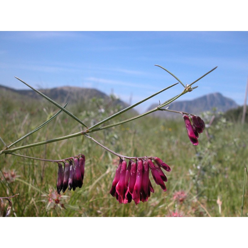 vicia sicula (raf.) guss.