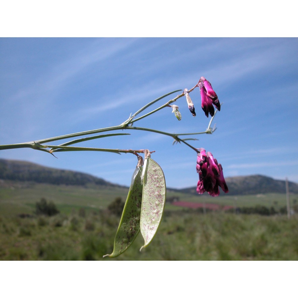 vicia sicula (raf.) guss.