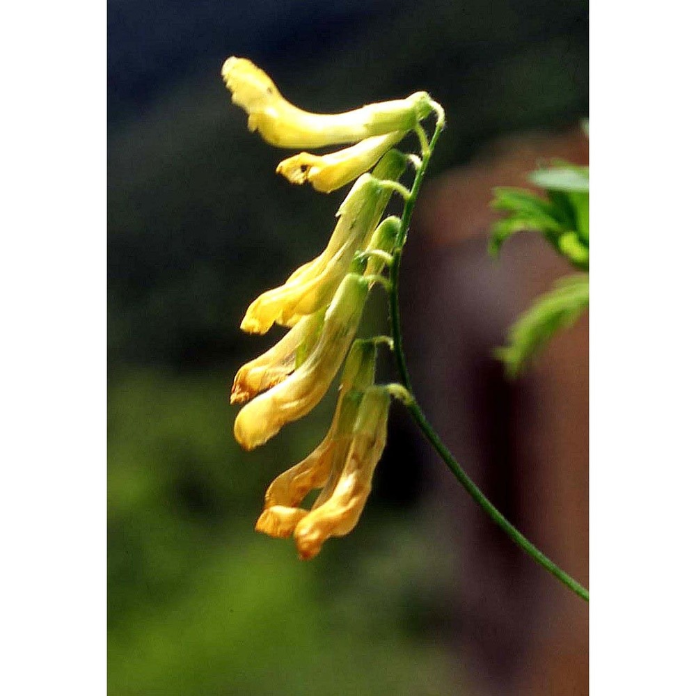 vicia sparsiflora ten.