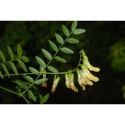 vicia sparsiflora ten.