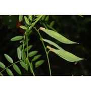 vicia sparsiflora ten.