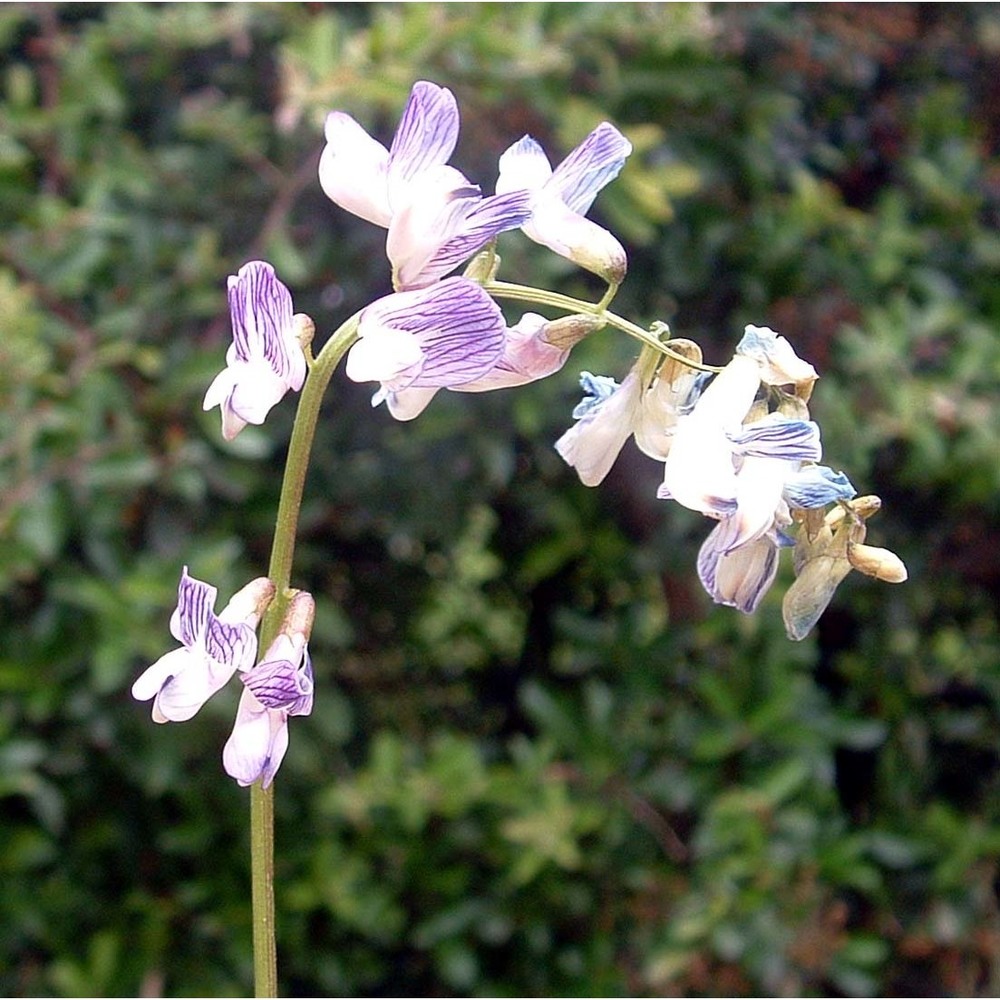 vicia sylvatica l.