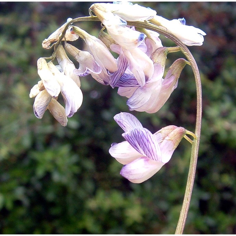 vicia sylvatica l.