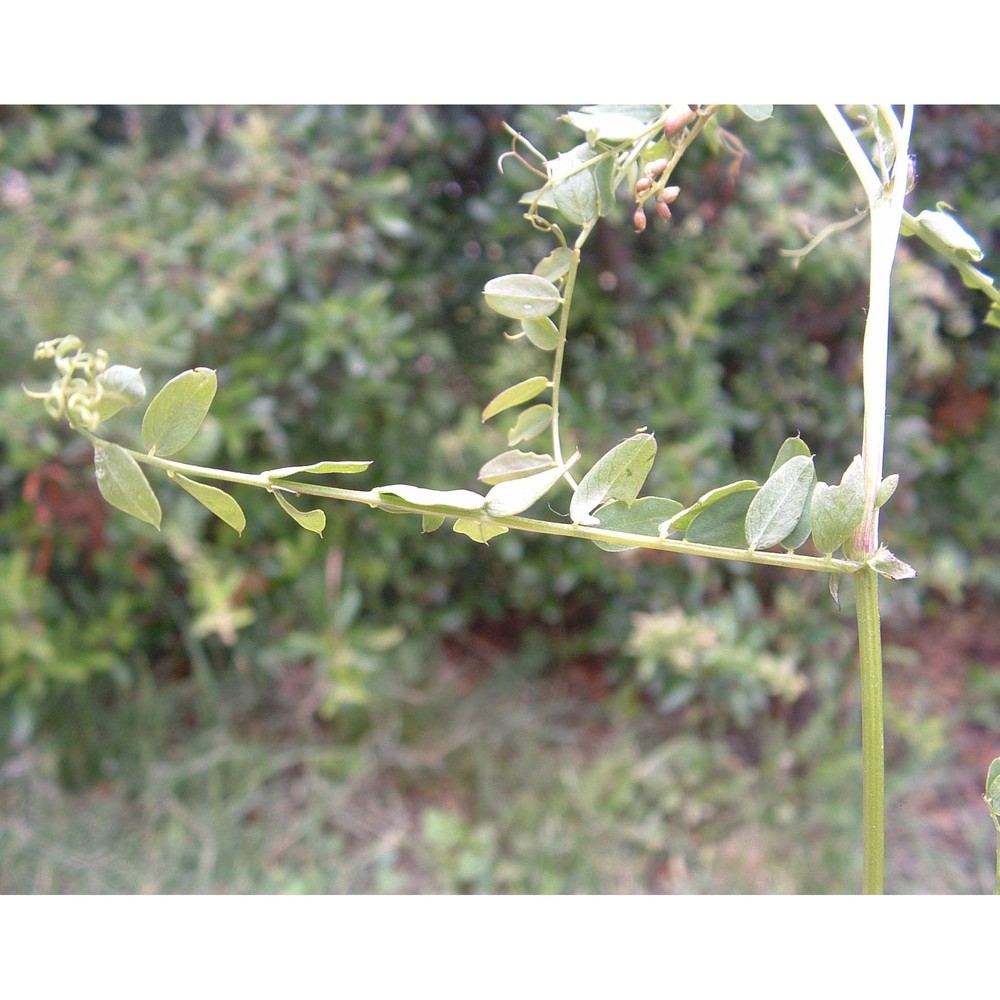 vicia sylvatica l.