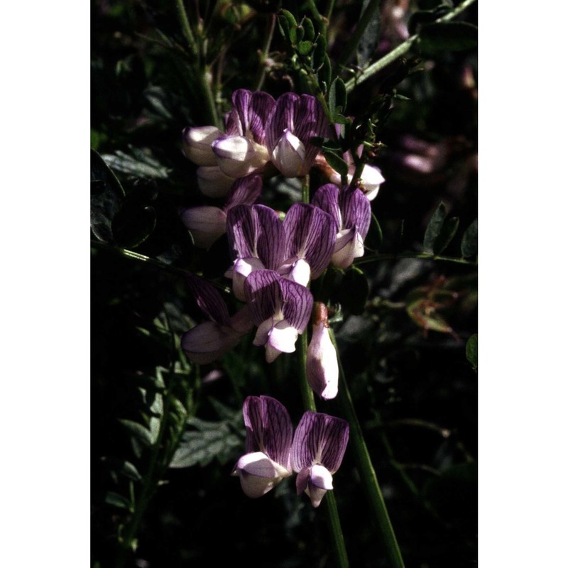 vicia sylvatica l.