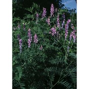 vicia tenuifolia roth