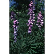 vicia tenuifolia roth