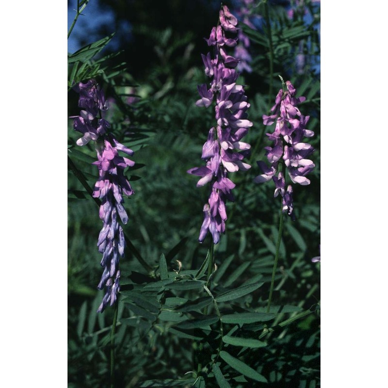 vicia tenuifolia roth