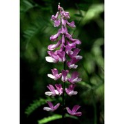 vicia tenuifolia roth