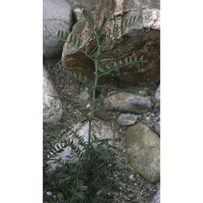 vicia tenuifolia roth