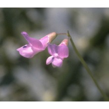 vicia tetrasperma (l.) schreb.