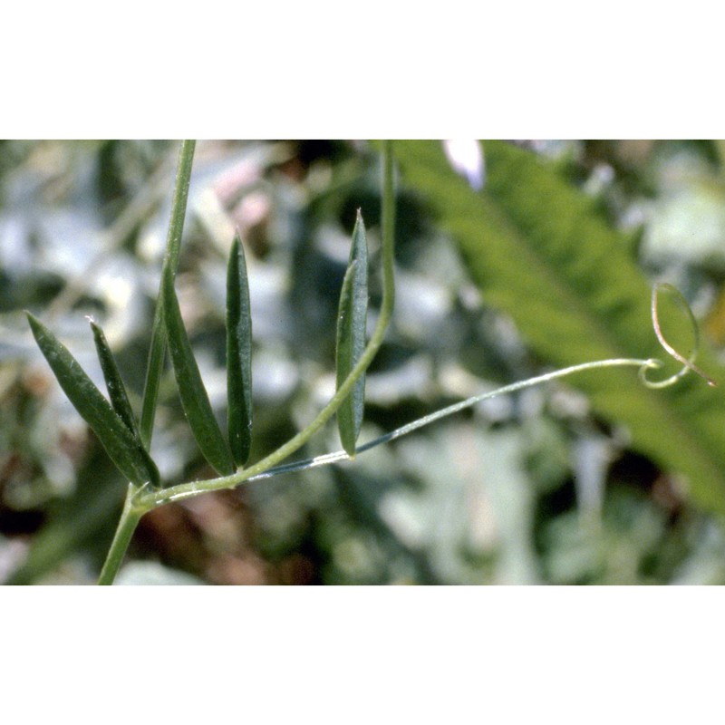 vicia tetrasperma (l.) schreb.