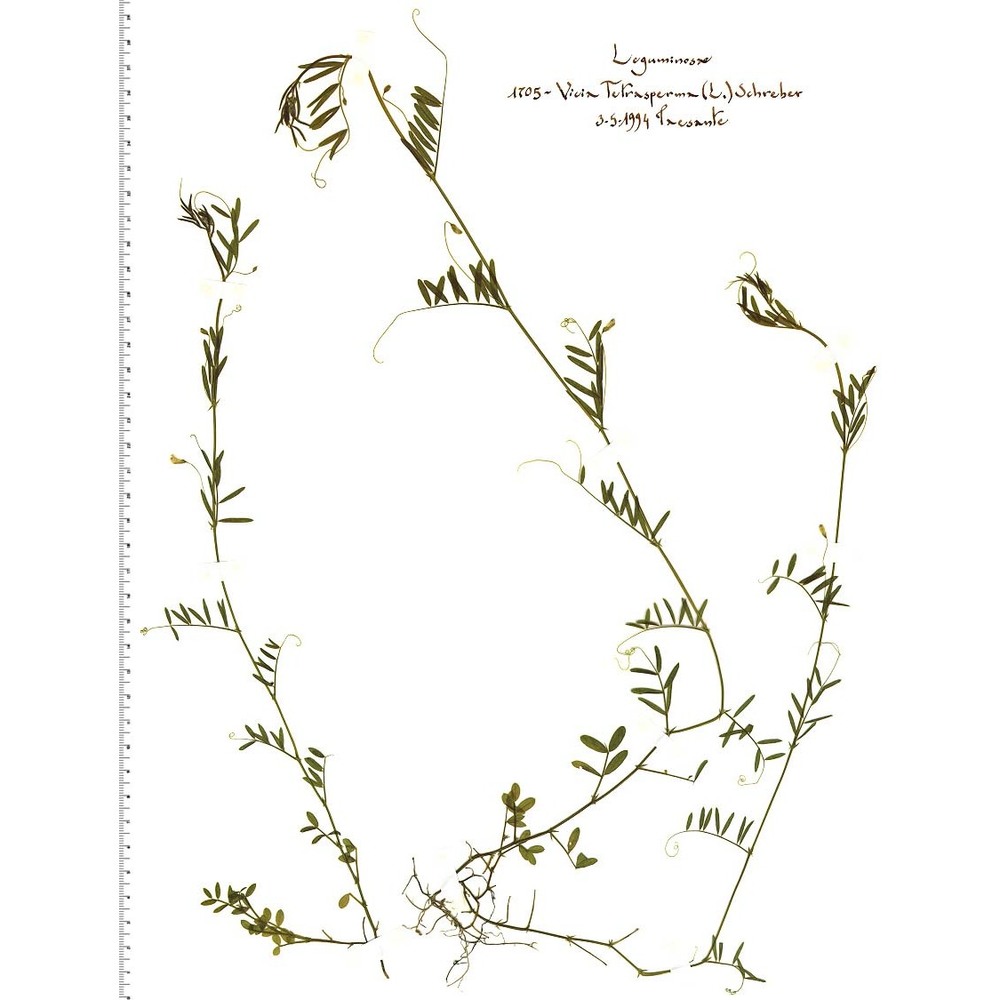 vicia tetrasperma (l.) schreb.