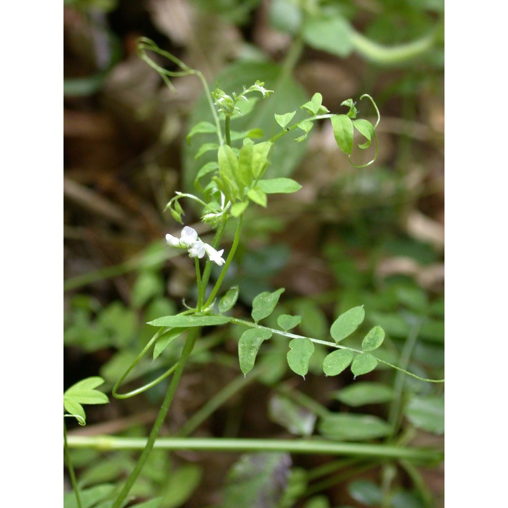 vicia tetrasperma (l.) schreb.