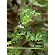 vicia tetrasperma (l.) schreb.