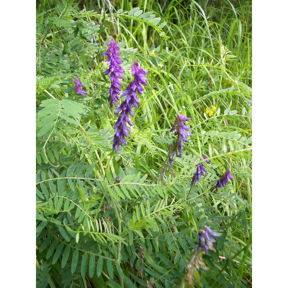 vicia villosa roth