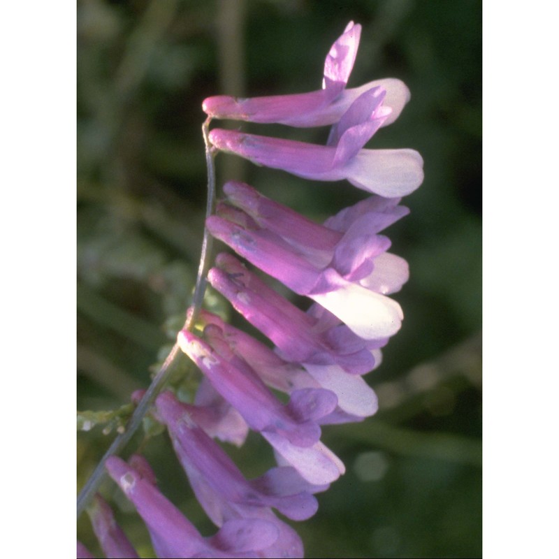 vicia villosa roth