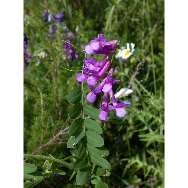 vicia villosa roth