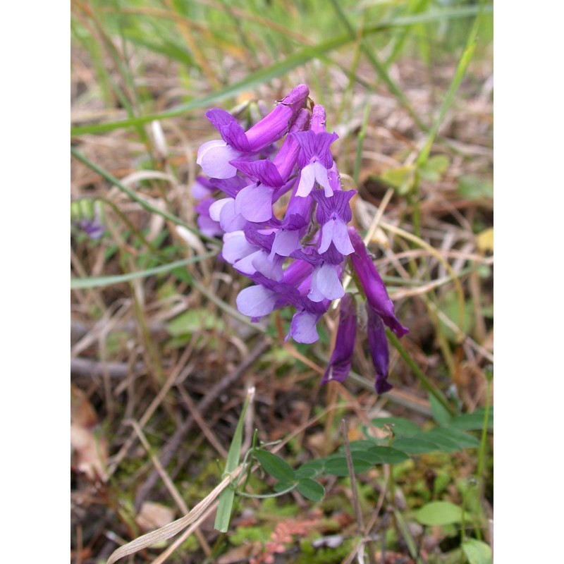 vicia villosa roth